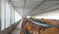 如何提高种鸡场养殖效率的措施