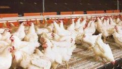 怎样提高肉鸡生产均匀度的方法