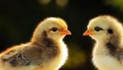 肉鸡大肠杆菌病三段控制法