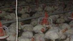 控制肉鸡鸡舍环境、搞好鸡舍卫生的主要措施