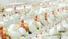 肉鸡养殖如何调整饲料喂量 肉鸡体重的控制方法