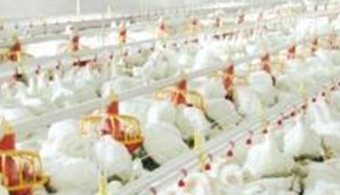 肉鸡养殖如何调整饲料喂量