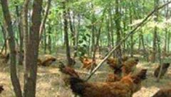 林地养鸡的场地选择要求 如何饲喂，需注意什么