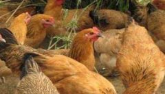 鸡出现发病症状后如何判断得了什么病