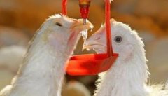 肉种鸡生产中的饮水管理技术要点