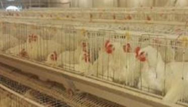 肉用种鸡限制饲喂的方式