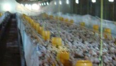 如何掌握肉种鸡限制饲喂技术