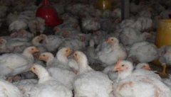 肉鸡饲养管理要点 商品肉鸡饲养关键技术