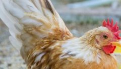 鸡慢性呼吸道病怎样防治