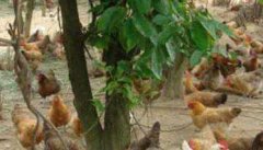 鸡有机磷农药中毒怎么办