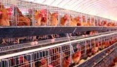 蛋鸡的综合性管理措施及预产期的环境控制要求