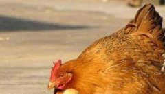 鸡大肠杆菌病的发病症状与治疗方法