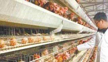 笼养肉鸡舍内养殖环境的控制方法