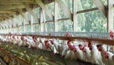 养鸡场鸡舍卫生环境有哪些要求
