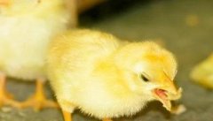 雏鸡的开食时间 雏鸡饲养管理技术要点与步骤