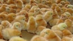 雏鸡的温度和湿度如何掌握 雏鸡温度多少合适
