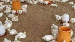 发酵床养鸡能不能明显省饲料、省水、省成本？
