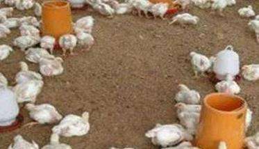 发酵床养鸡能不能明显节省饲料