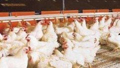 怎样提高肉鸡采食量 提高增重速度和饲料利用率