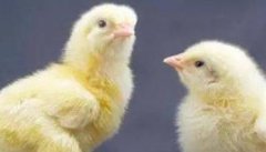 鸡饲养环境与疾病的关系 引发鸡病的环境因素