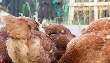 微生物对鸡群健康的影响