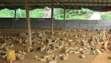 干式发酵床养鸡模式