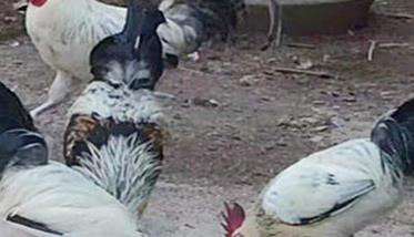 鹊山鸡营养价值