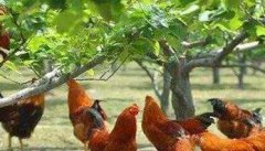 果园散养土鸡的饲养管理方法