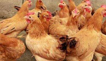 蛋鸡饲养管理的十大误区