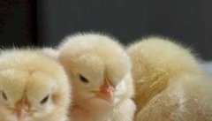 雏鸡饲养的适宜温度是多少 如何养好雏鸡