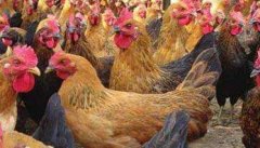 育成鸡的饲养方法 育成鸡的饲养管理技术要点