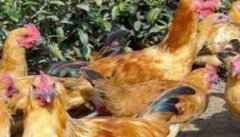 后备鸡是什么意思 后备鸡的培育与管理的要点