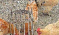 春季鸡寄生虫病常见症状表现、用什么药治