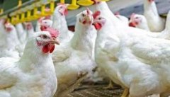 鸡传染性喉气管炎症状有哪些？