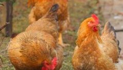 鸡传染性喉气管炎的症状及防治方法 用什么药好