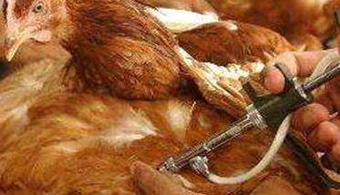 鸡马立克病疫苗接种
