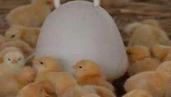 雏鸡的饲养管理技术：饮水、开食与温湿度控制