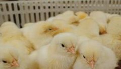 雏鸡死亡率高的原因：雏鸡死亡原因与对策分析