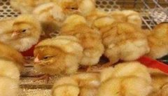 雏鸡的饲养管理应注意哪些问题
