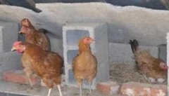 鸡舍冬季通风管理：清除鸡舍有害气体四法