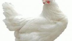 介绍三个白壳蛋鸡品种