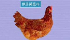 褐壳蛋鸡品种简介