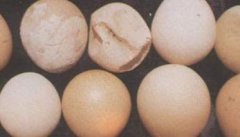 畸形蛋图片及其产生的原因