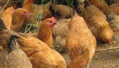 如何防止鸡的啄癖，形成鸡啄癖的原因是什么？