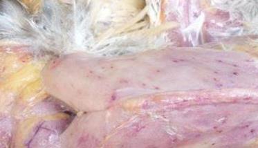 鸡住白细胞原虫病的临床与剖检症状