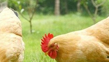 鸡体表寄生虫病的防治