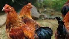 鸡传染性腺胃炎的特点及治疗