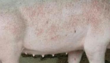 猪咬尾巴的病因是什么
