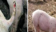 猪咬尾巴是什么原因怎么治疗，有哪些症状表现