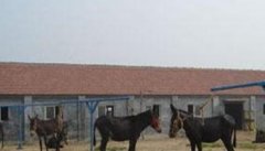 我国的主要驴品种介绍 肉驴育肥期饲养管理技术